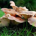 Foraging Wild Mushrooms. Fungi! 