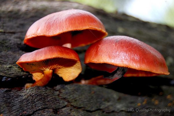 Foraging Wild Mushrooms. Fungi! 