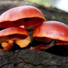 Foraging Wild Mushrooms. Fungi! 