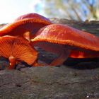 Foraging Wild Mushrooms. Fungi! 