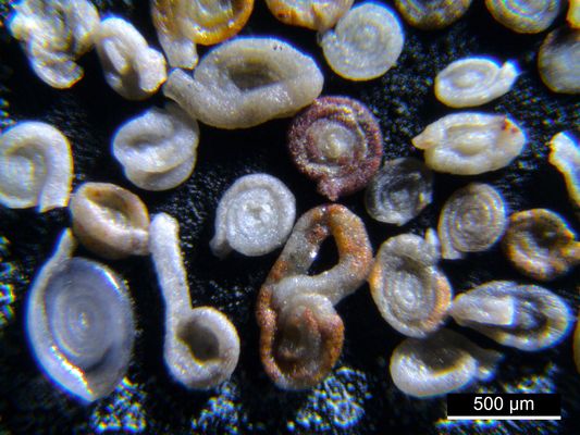 Foraminiferen aus der Kreidezeit - Unteres Turonium