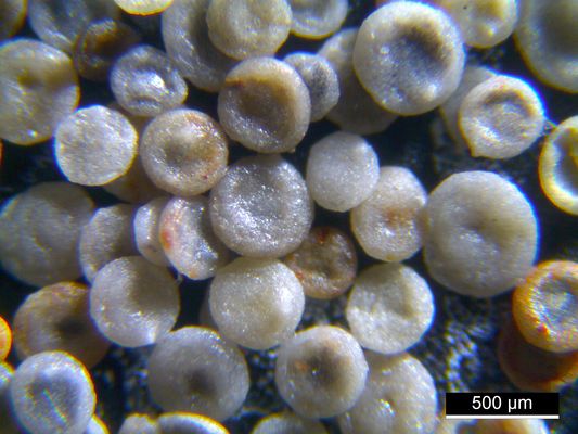 Foraminiferen aus der Kreidezeit - Unteres Turonium