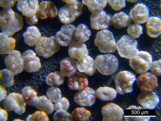 Foraminiferen aus der Kreidezeit - Unteres Turonium