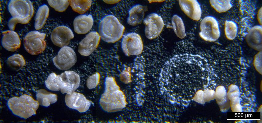 Foraminiferen aus der Kreidezeit - Unteres Turonium