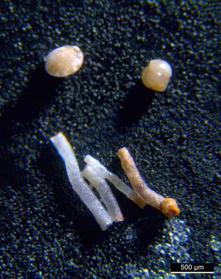 Foraminiferen aus der Kreidezeit - Unteres Turonium