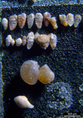 Foraminiferen aus der Kreidezeit - Unteres Turonium