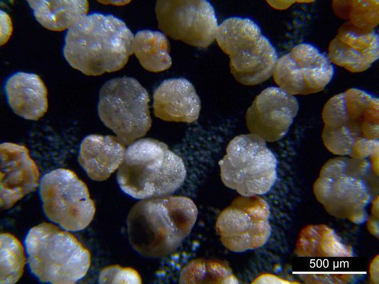 Foraminiferen aus der Kreidezeit - Unteres Turonium