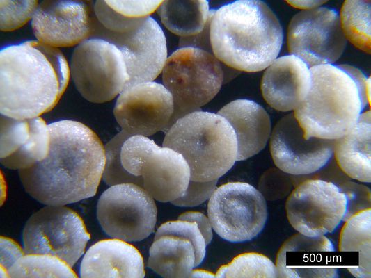 Foraminiferen aus der Kreidezeit - Unteres Turonium