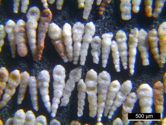 Foraminiferen aus der Kreidezeit - Unteres Turonium