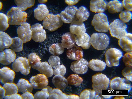 Foraminiferen aus der Kreidezeit - Unteres Turonium