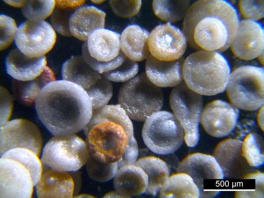 Foraminiferen aus der Kreidezeit - Unteres Turonium