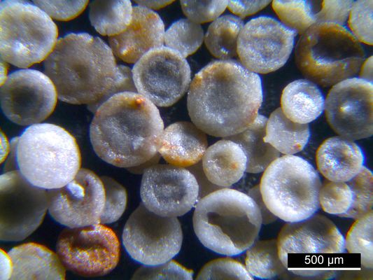 Foraminiferen aus der Kreidezeit - Unteres Turonium