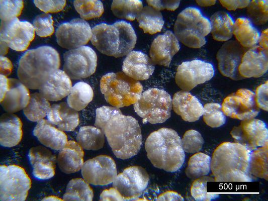 Foraminiferen aus der Kreidezeit - Unteres Turonium