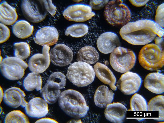 Foraminiferen aus der Kreidezeit - Unteres Turonium