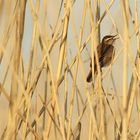 Forapaglie Castagnolo canterino