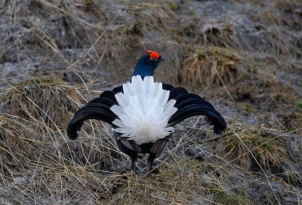 Forcello (Tetrao tetrix)