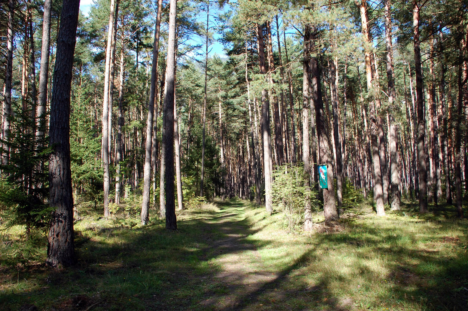 Forchenwald bei Silz in Tirol