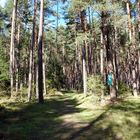 Forchenwald bei Silz in Tirol