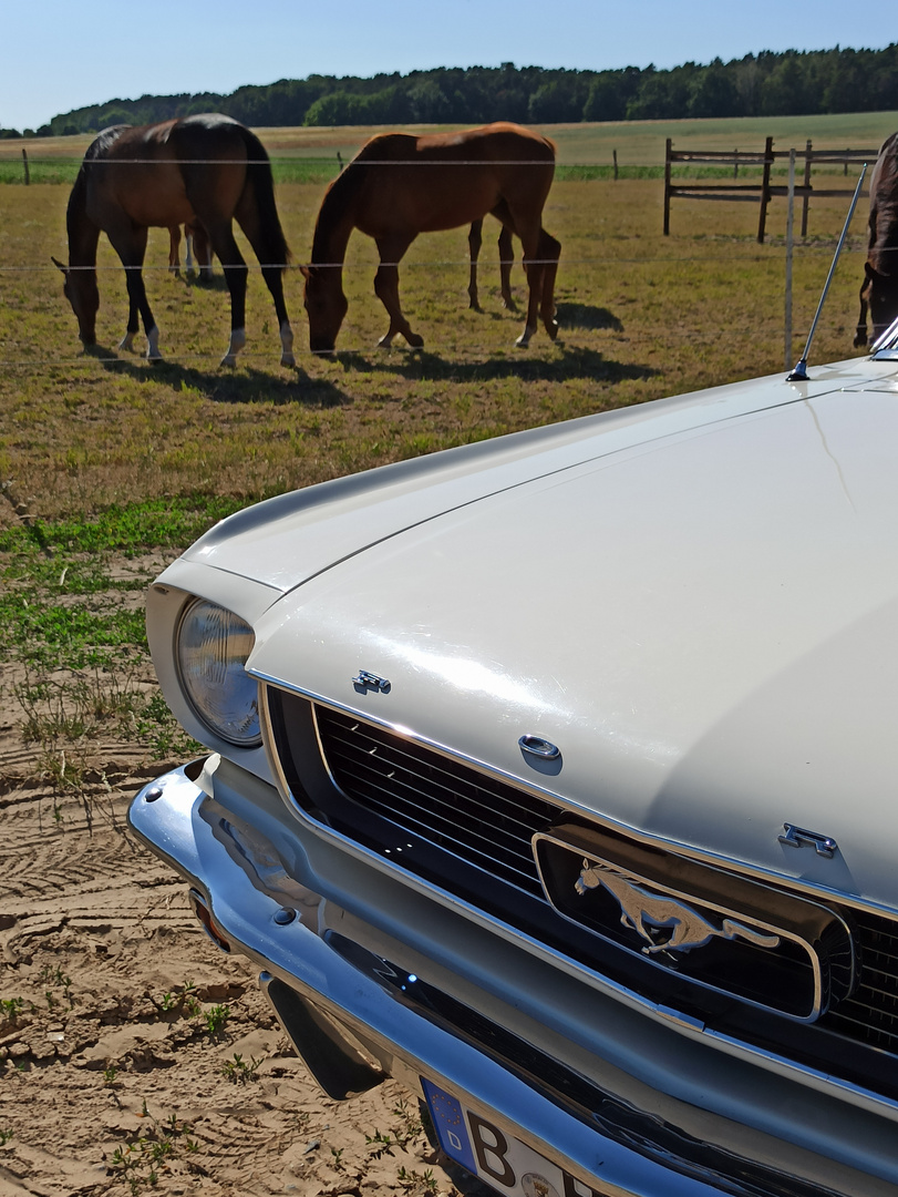 Ford Mustang und 2 Pferdestärken