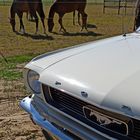 Ford Mustang und 2 Pferdestärken