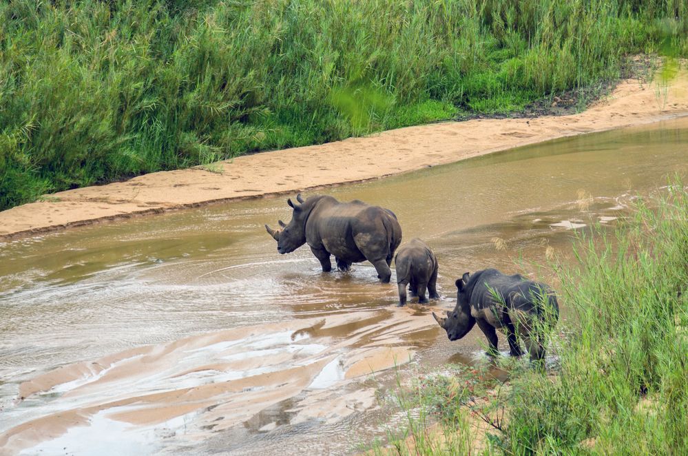 Fording the River