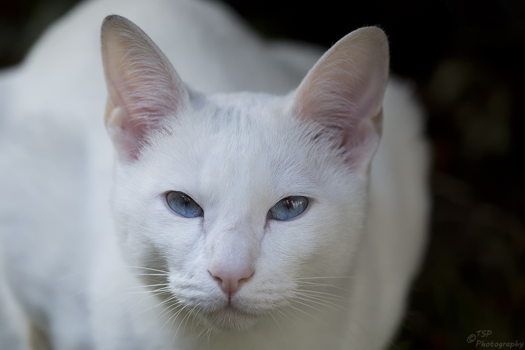 Foreign White Portrait