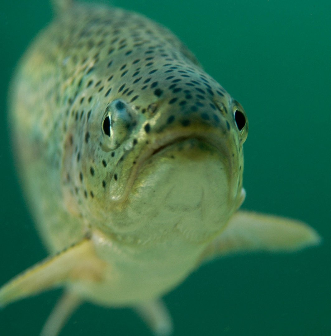 forelle Foto &amp; Bild | unterwasser, uw-süsswasser, natur-kreativ Bilder ...