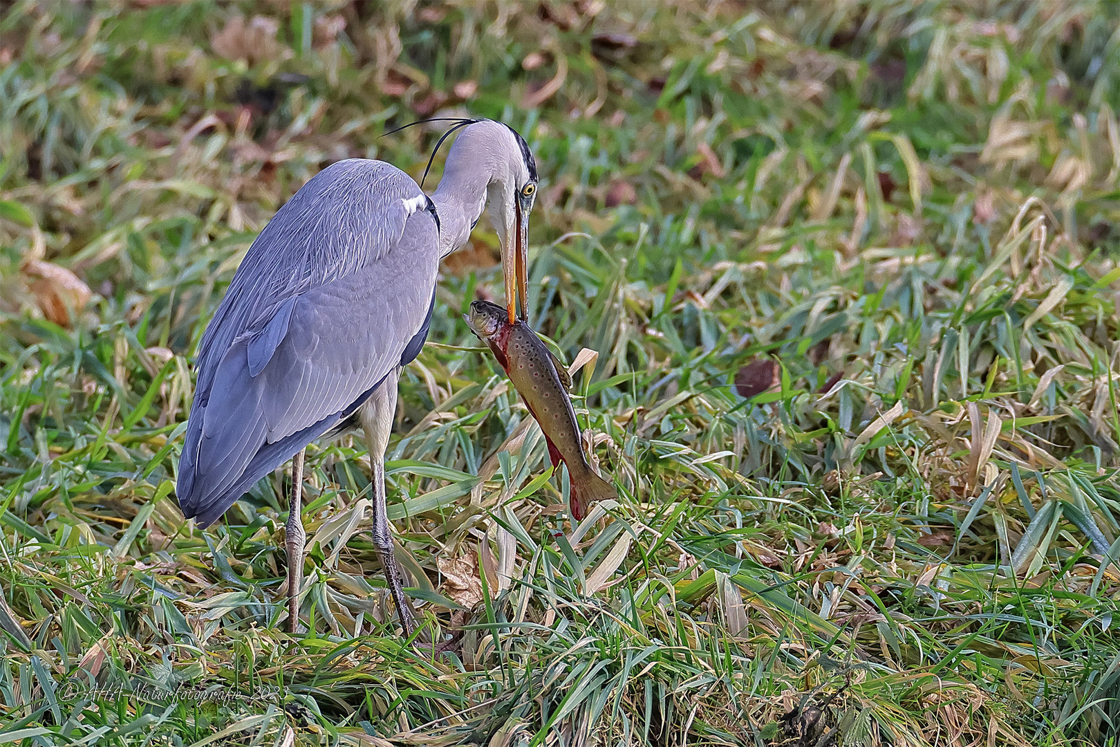 Forelle Foto & Bild tiere, wildlife, wild lebende vögel Bilder auf