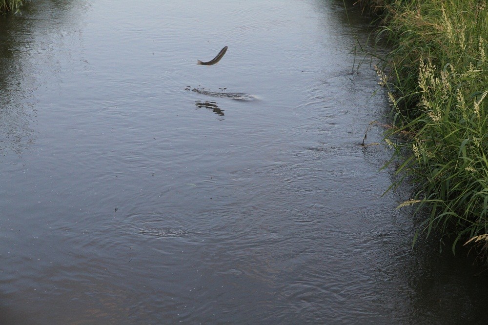 Forelle am fliegen