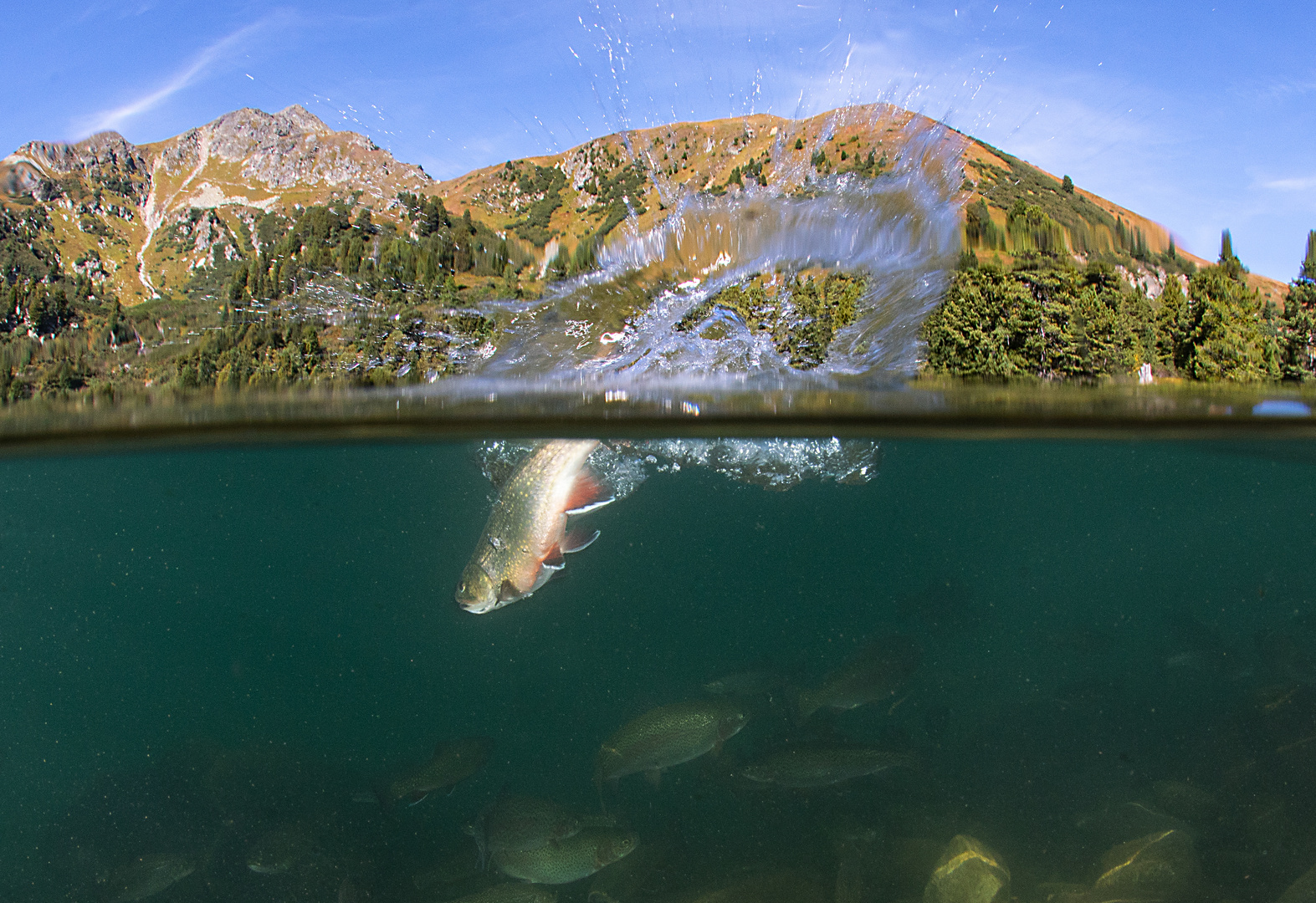 Forelle im Bergsee