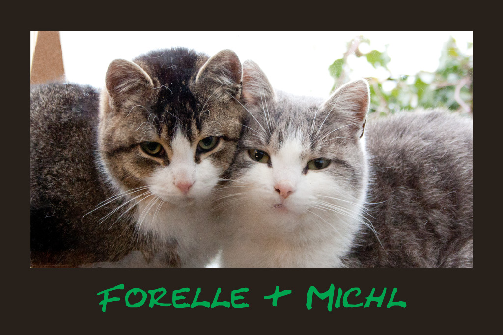 Forelle + Michl