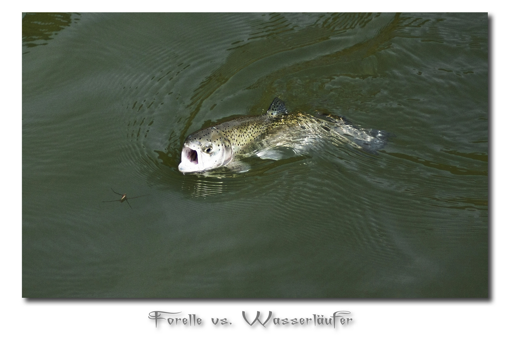 Forelle vs. Wasserläufer