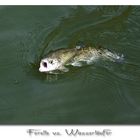 Forelle vs. Wasserläufer