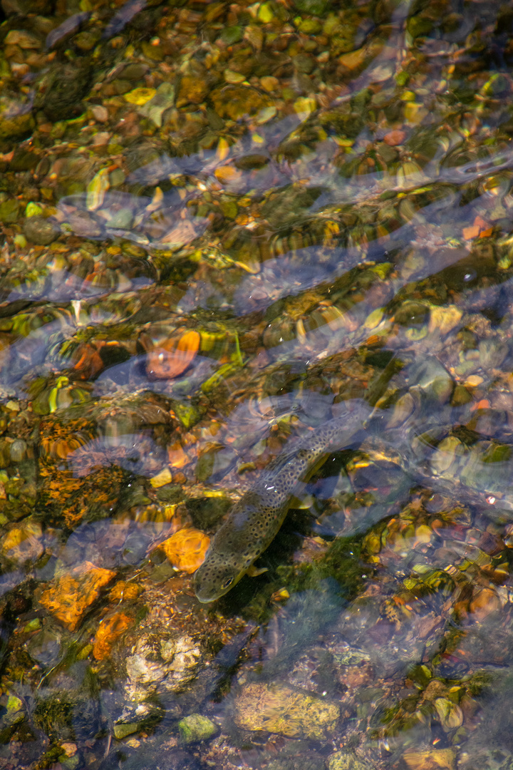 Forellen im Bach