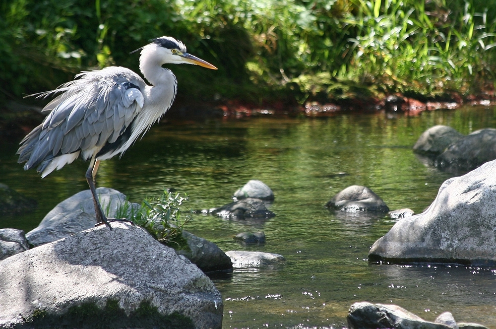 Forellenfischer an der Dreisam