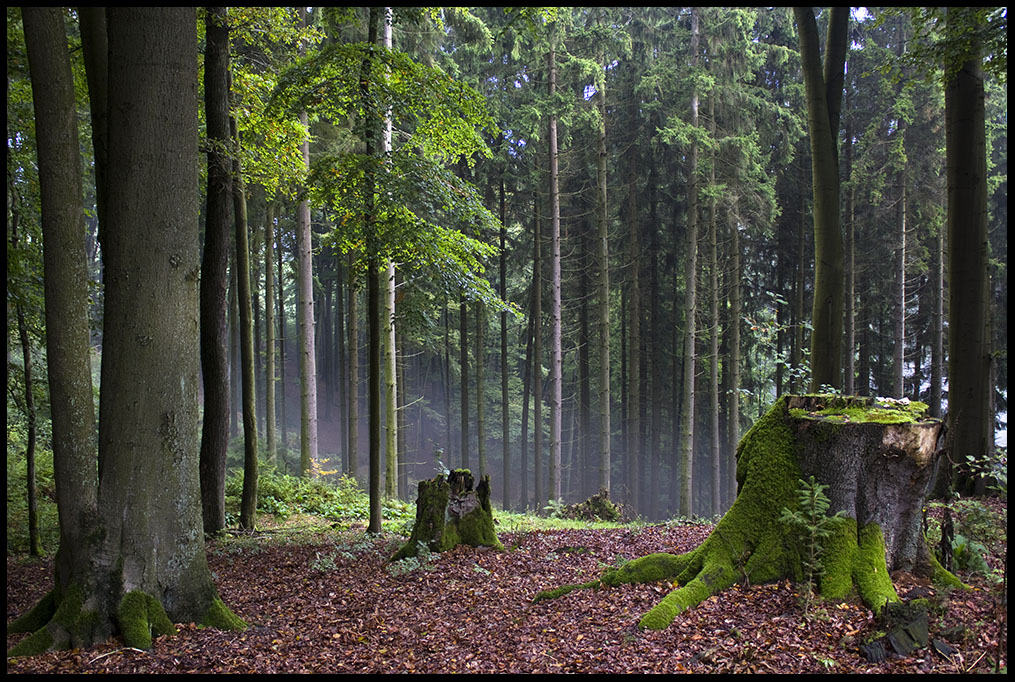 Forest (#2)
