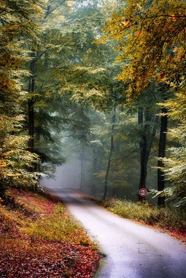 Forest alsace way