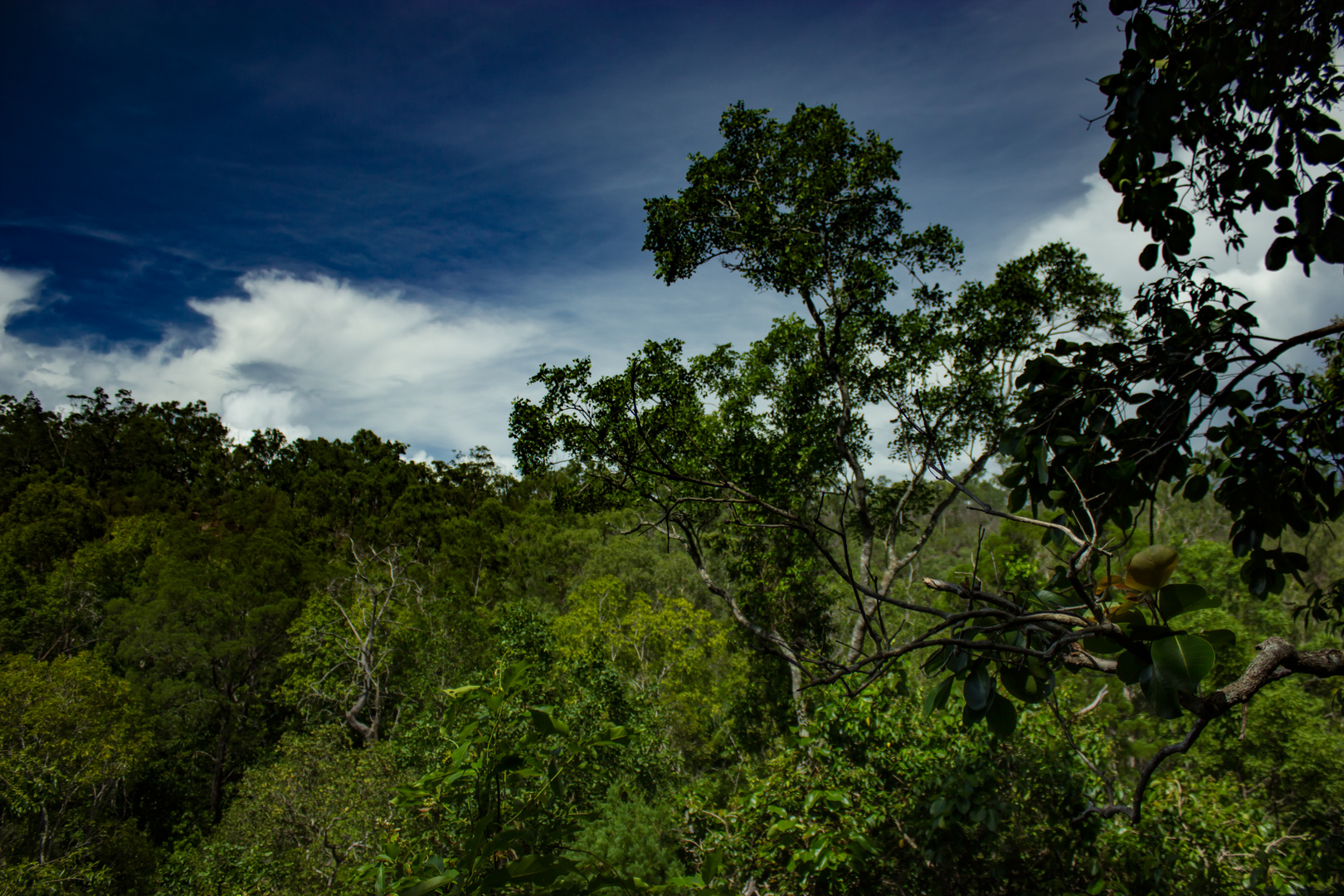 Forest at Litchfield National Park