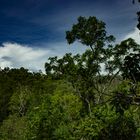 Forest at Litchfield National Park