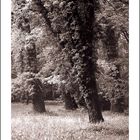 Forest at river side