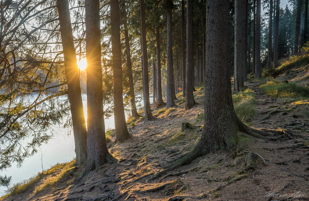 Forest at the Oberharzer Pond