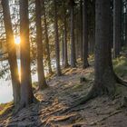 Forest at the Oberharzer Pond