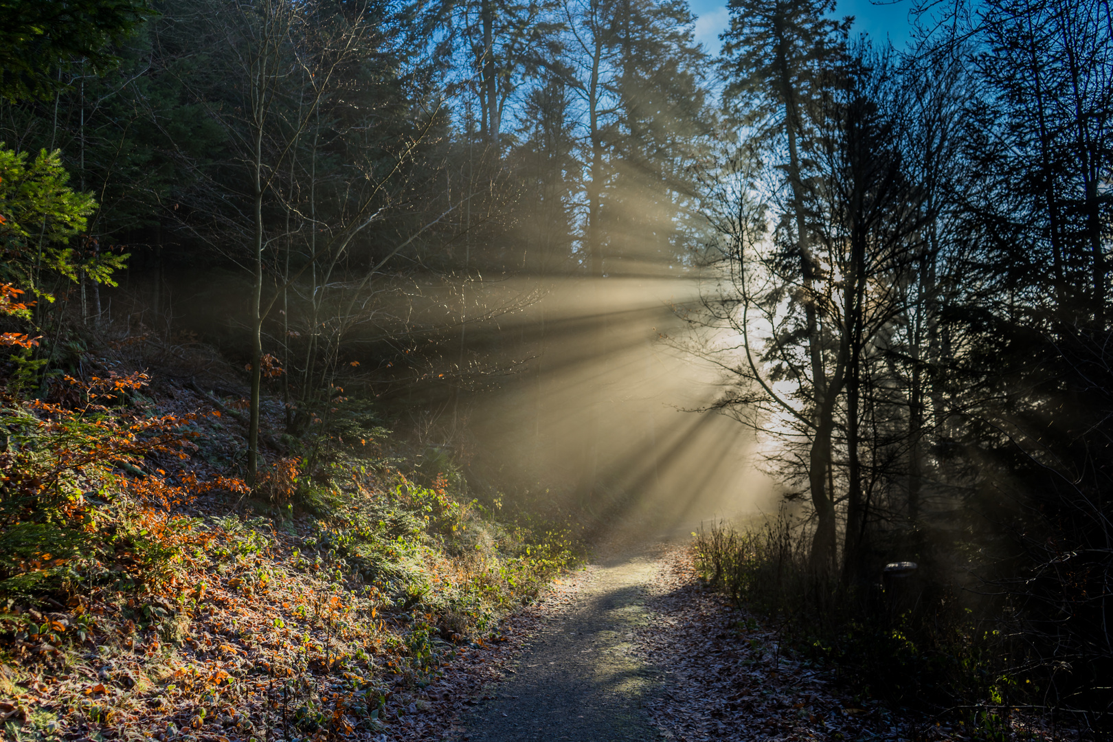 Forest Backlight