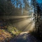 Forest Backlight