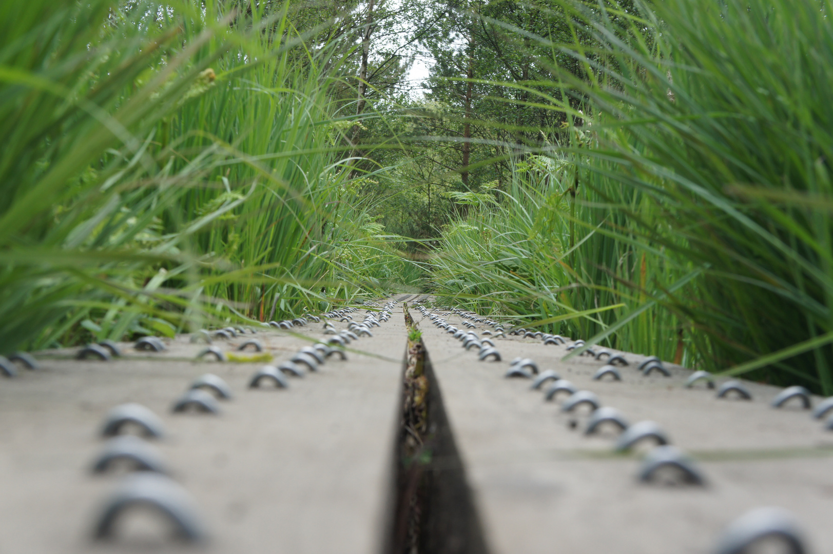 Forest boardwalk