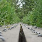 Forest boardwalk