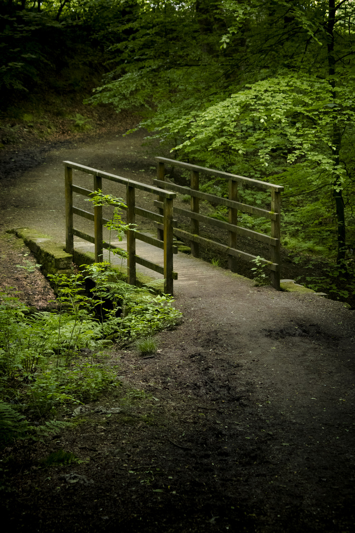 Forest Bridge