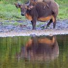 Forest Buffalo with Yellow-billed oxpeckers