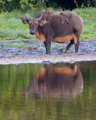 Forest Buffalo with Yellow-billed oxpeckers