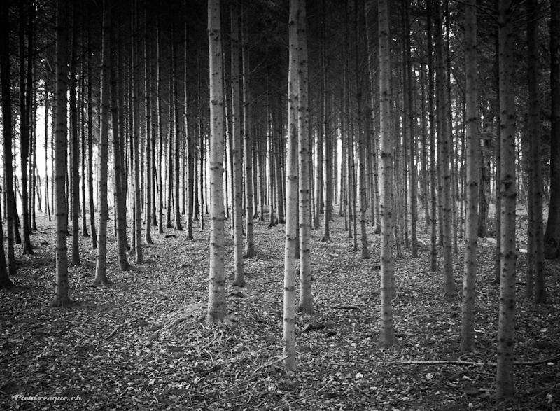 Forest B&W